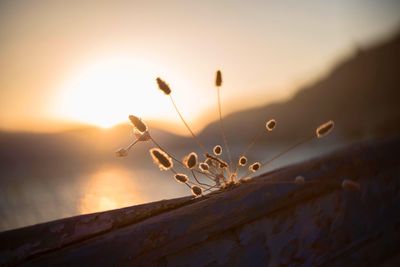 Close-up of water drops on plant against sky during sunset