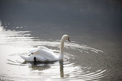 Swans swimming in a lake