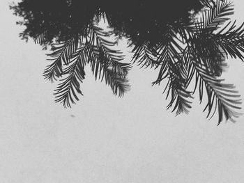 Low angle view of tree branch against sky