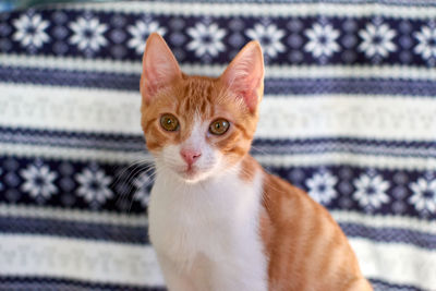 Close-up portrait of ginger cat