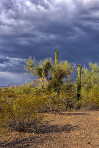 Plants growing on land against sky