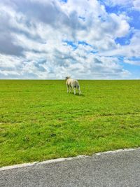 Sheep on a dike 