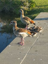 High angle view of birds on lake