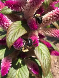 High angle view of pink flowering plant