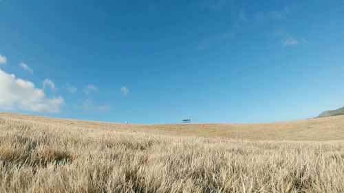 Scenic view of agricultural field against blue sky