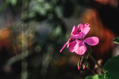 Close-up of pink flowering plant