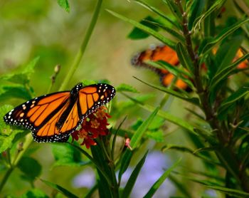 Close-up of butterfly pollinating on flower