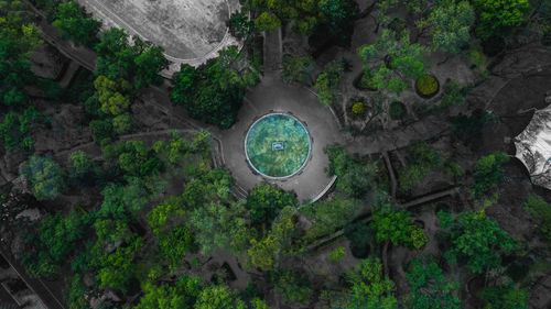 High angle view of plants and trees in forest