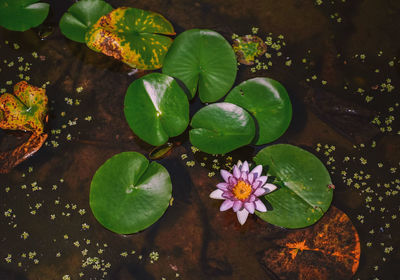 High angle view of water lily amidst leaves in pond