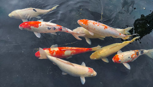 High angle view of koi carps swimming in lake