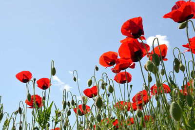 Close-up of red poppy flowers in field against clear sky