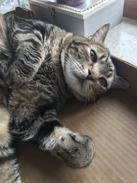 High angle view of cat resting at home