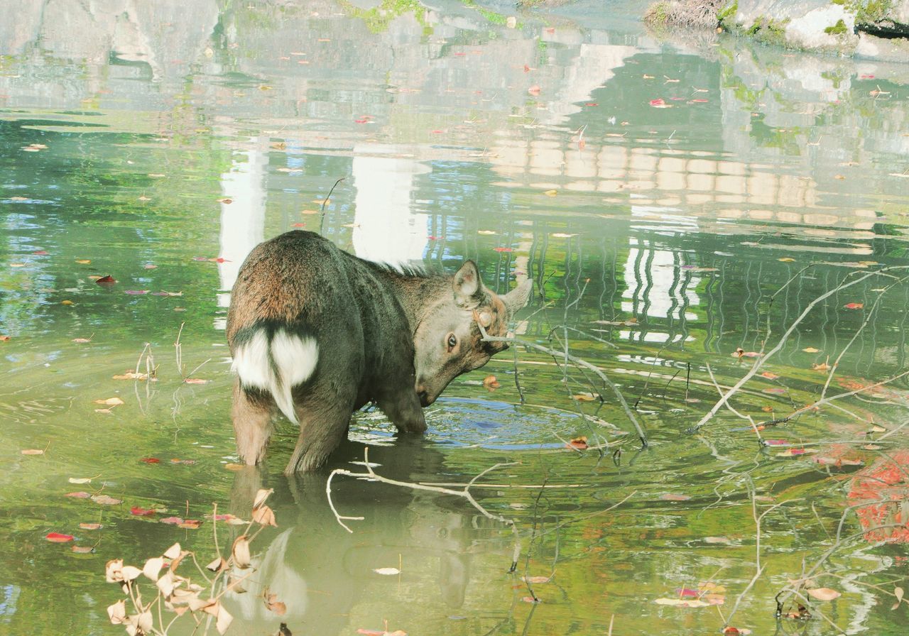 animal, animal themes, mammal, one animal, pets, domestic animals, vertebrate, water, domestic, lake, no people, day, nature, cat, reflection, plant, feline, outdoors