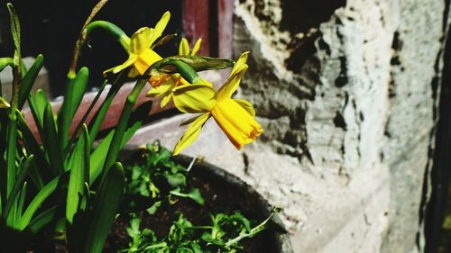 Close-up of yellow flowering plant