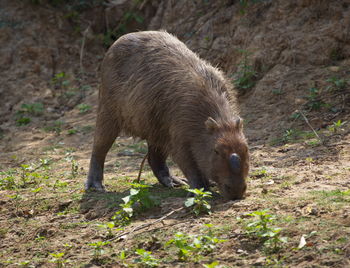 Head on portrait of capybara hydrochoerus hydrochaeris  feeding with bump on head bolivia.