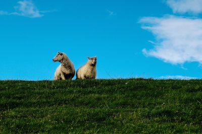 Sheep in a field