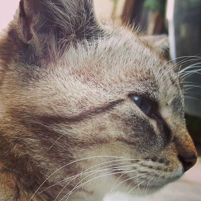 one animal, animal themes, domestic animals, pets, mammal, close-up, animal head, animal body part, focus on foreground, dog, part of, whisker, animal eye, indoors, domestic cat, snout, looking away, animal hair, no people, animal nose