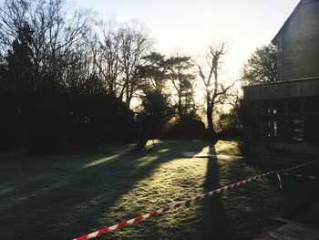 Sun shining through trees