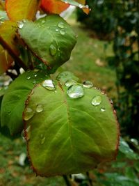 Close up of leaves