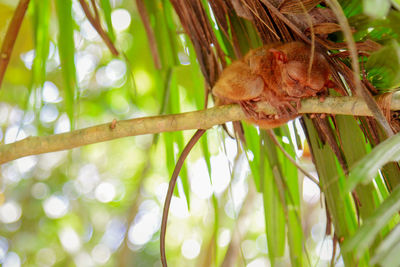 Low angle view of a young plant
