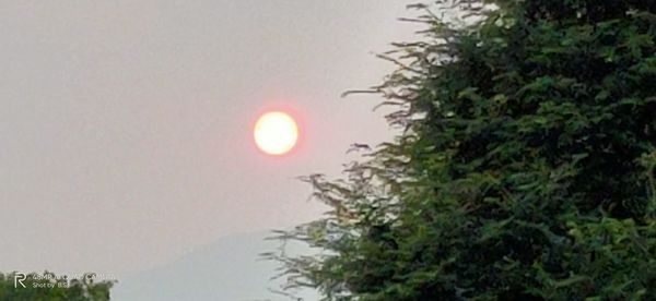 Low angle view of trees against sky during sunset