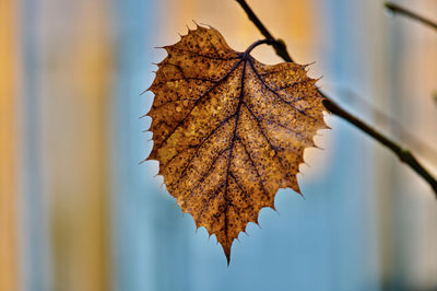 Close-up of dried autumn leaf