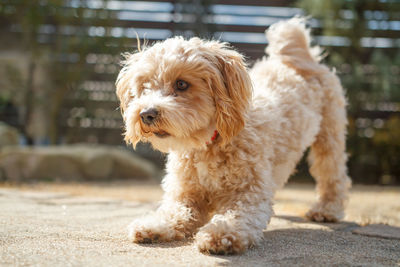 Close-up portrait of dog