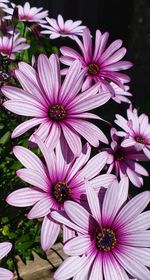 Close-up of pink flowers