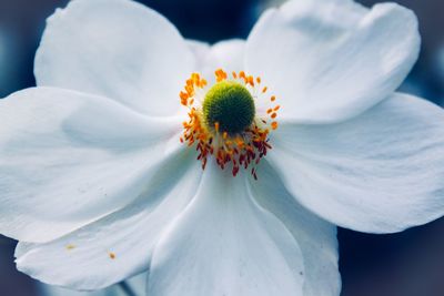 Close-up of white flowering plant