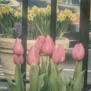 Close-up of pink flowers