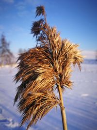 Low angle view of dry plant on snow covered land