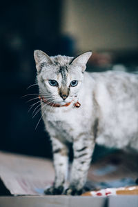 Close-up portrait of a cat