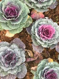 Close-up of purple flowers