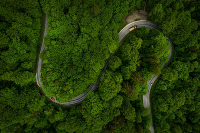 High angle view of trees in forest