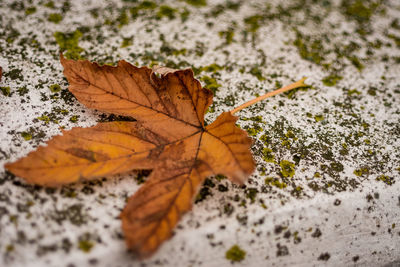 Close-up of fallen maple leaf during autumn