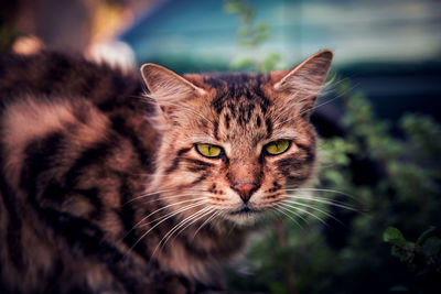 Close-up portrait of a cat