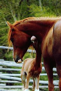 Close-up of horses standing on field