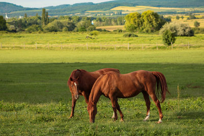 Horses grazing in a field