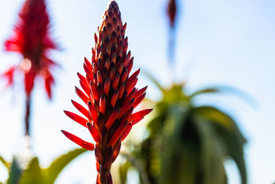 Close-up of red flowering plant