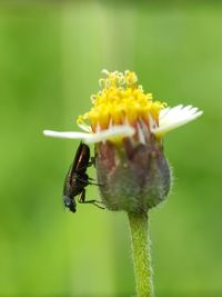 Close-up of bee pollinating on flower