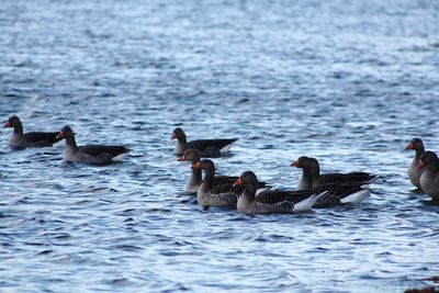 Ducks swimming in lake