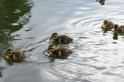 Ducks swimming in lake