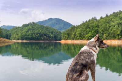 Reflection of trees in water