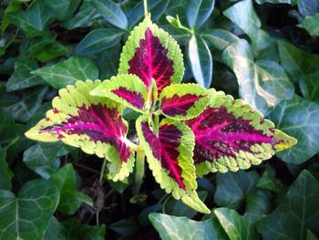 Close-up of pink flowers