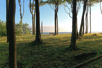 Trees on field against sky