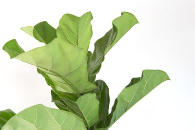 Close-up of fresh green leaves against white background