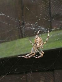 Close-up of spider on web