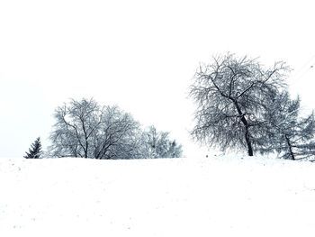 Bare trees against clear sky