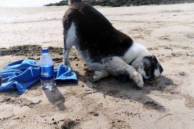 Dog lying on beach