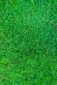 Full frame shot of grass on field